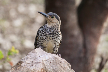 Colaptes pitius