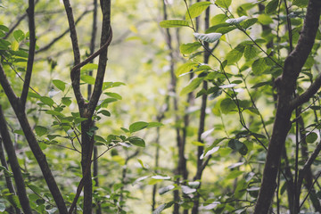 Depth of field view of green leaves and trees