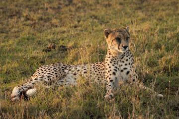 Female Cheetah at Dusk