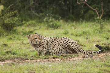 Fototapeta na wymiar Male Cheetah Drinking