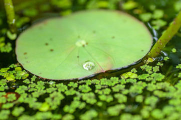 広島植物園 水辺の植物