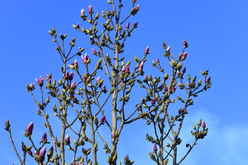 The beautiful magnolia