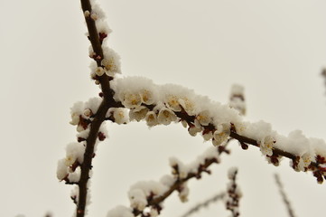 Beautiful apricot flowers