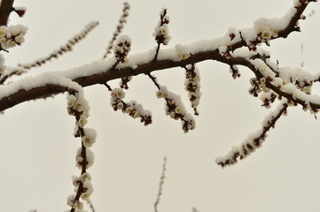 Beautiful apricot flowers