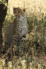 Naklejka na ściany i meble Mother Cheetah on the Lookout