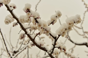 Beautiful apricot flowers