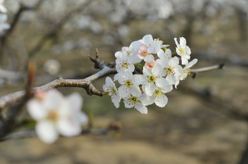 Pear flower in full bloom in spring