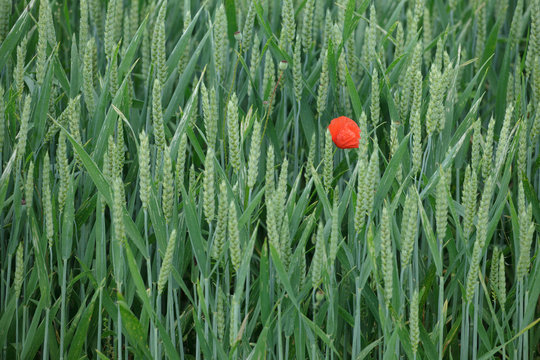 a poppy in a green barley field