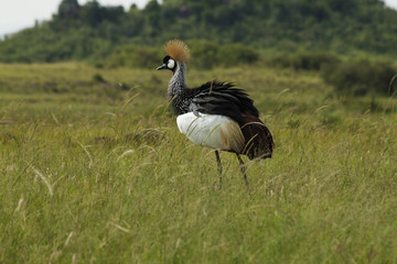Puffed Up Crowned Crane