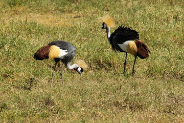 Two Crowned Cranes