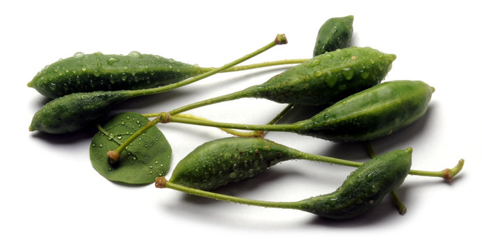 Capparis spinosa צלף קוצני ケッパー Կապար  բույս Echter Kapernstrauch Capperi 케이퍼 Cucunci &Kappa;ά&pi;&pi;&alpha;&rho;&iota;&sigmaf; &eta; &alpha;&kappa;&alpha;&nu;&theta;ώ&delta;&eta;&sigmaf; Каперсы колючие Cappero Kapara trnit&aacute; Capers Kappertje Cucuncio Alcaparra