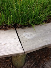 Obraz premium Wood/Green