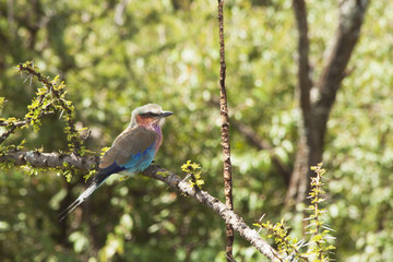 Lilac Breasted Roller with Tree Background