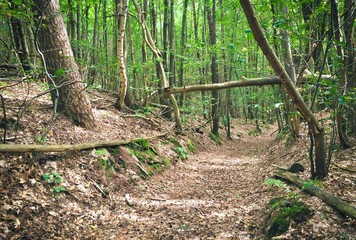 French rural landscape with trees