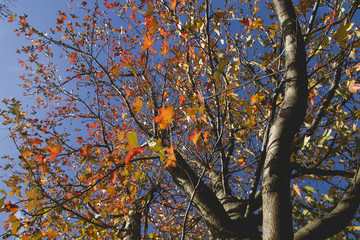 Obraz premium trees with autumn colors