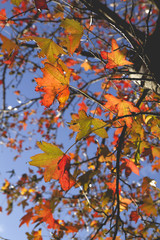 colorful autumn leaves