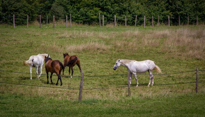 Obraz na płótnie Canvas Four horses in a field