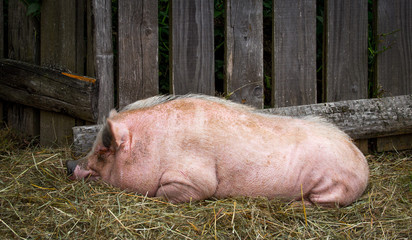Close up of a pig