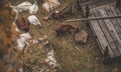 Animals on a castle farm