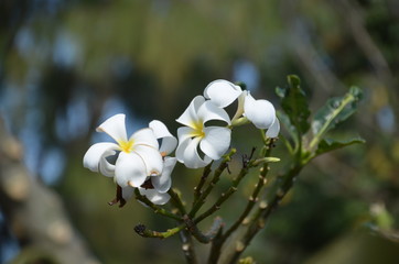 white flower thailand plumeria