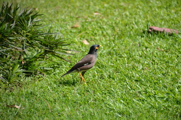 bird nature