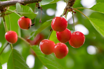 初夏のサクランボ狩り