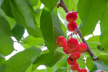 初夏のサクランボ狩り