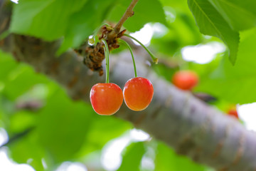 初夏のサクランボ狩り