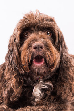 cute cockerpoo portrait on a white background