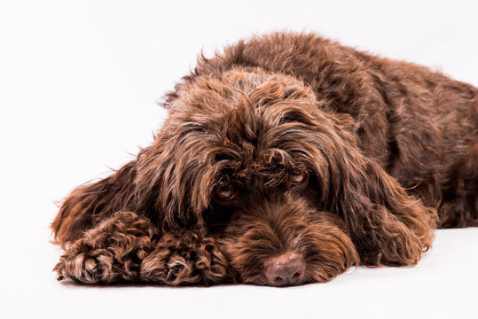 cute cockerpoo portrait on a white background