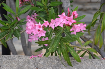 flower pink