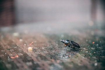 Beetle in my garden