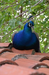 Fototapeta premium peacock bird beauty