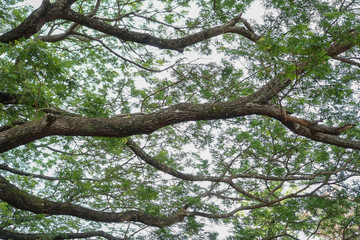 Branch under a tree with green leaves