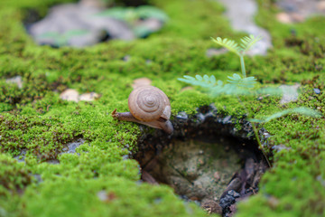 Snail walking on moss area.