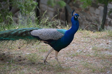 Fototapeta premium peacock bird nature