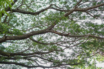 Fototapeta premium Branch under a tree with green leaves