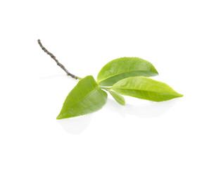 green tea leaf.green tea leaf isolated on white background.