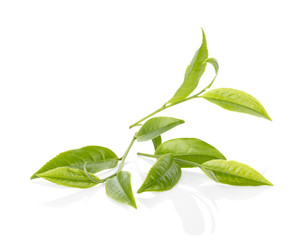 Green tea leaf isolated on white background