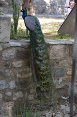 Fototapeta premium peacock bird beauty