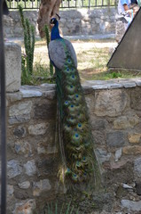 Obraz premium peacock