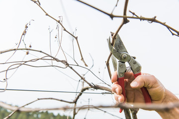 Pruning the vineyards after harvesting