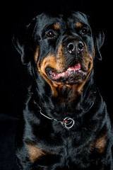 rottweiler portrait on a black background