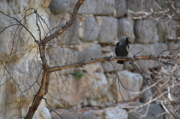 black bird branch tree
