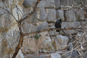 black bird branch tree
