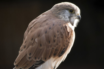 nankeen Australian kestrel