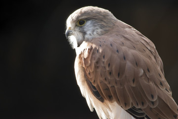 nankeen Australian kestrel