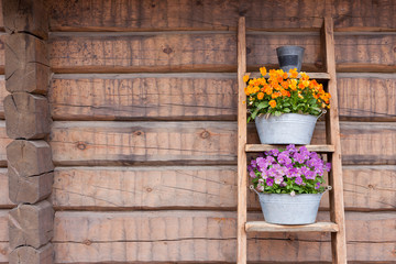 Flowers on ladder shelf lean to wooden wall outside