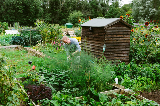 Gardener working in a vegetable garden