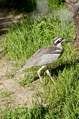 beach stone curlew